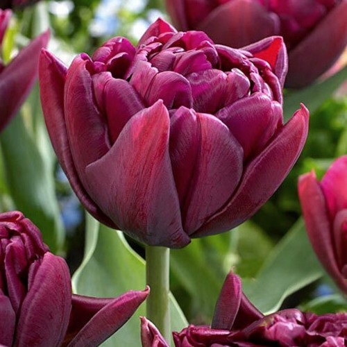 Tulipa 'Alison Bradley' - Tulp 'Alison Bradley'